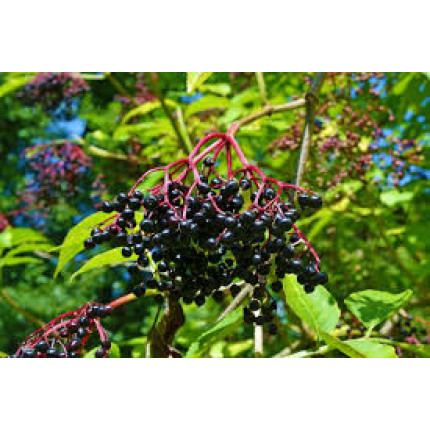 Сушені ягоди Бузіна...